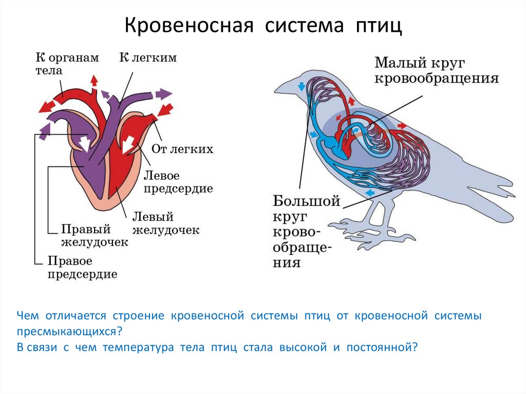 Кровеносная система птиц замкнутая