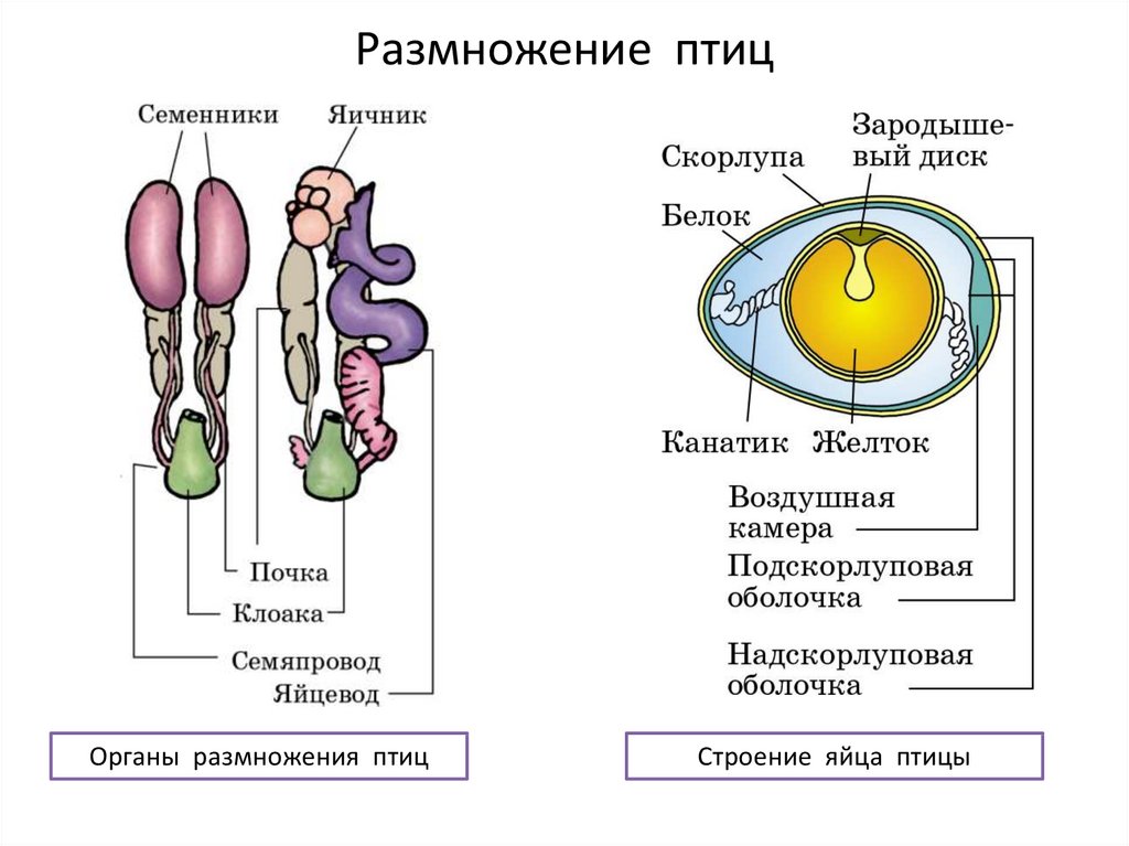 Размножение и развитие человека 8 класс