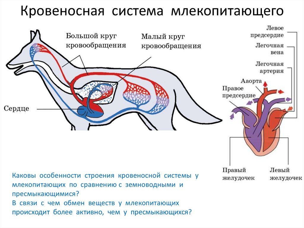 Особенности кровообращения млекопитающих. Внутреннее строение млекопитающего кровеносная система собаки. Строение дыхательной системы млекопитающих 7 класс. Кровеносная система млекопитающих схема биология 7 класс. Схема строения кровеносной системы млекопитающих биология 7 класс.