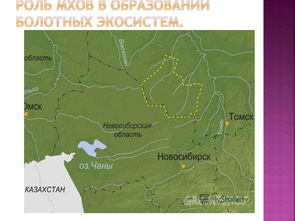 Где находится болотное. Васюганские болота Томская область на карте. Васюганские болота на карте России. Карта Сибири Васюганское болото. Васюганские болота заповедник на карте.