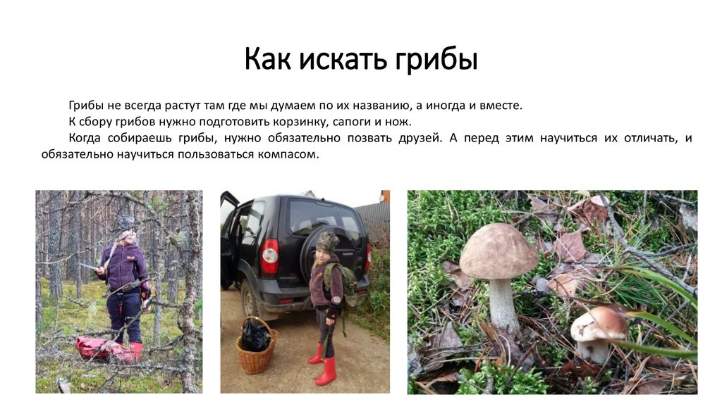 Как искать грибы. Нашла гриб.