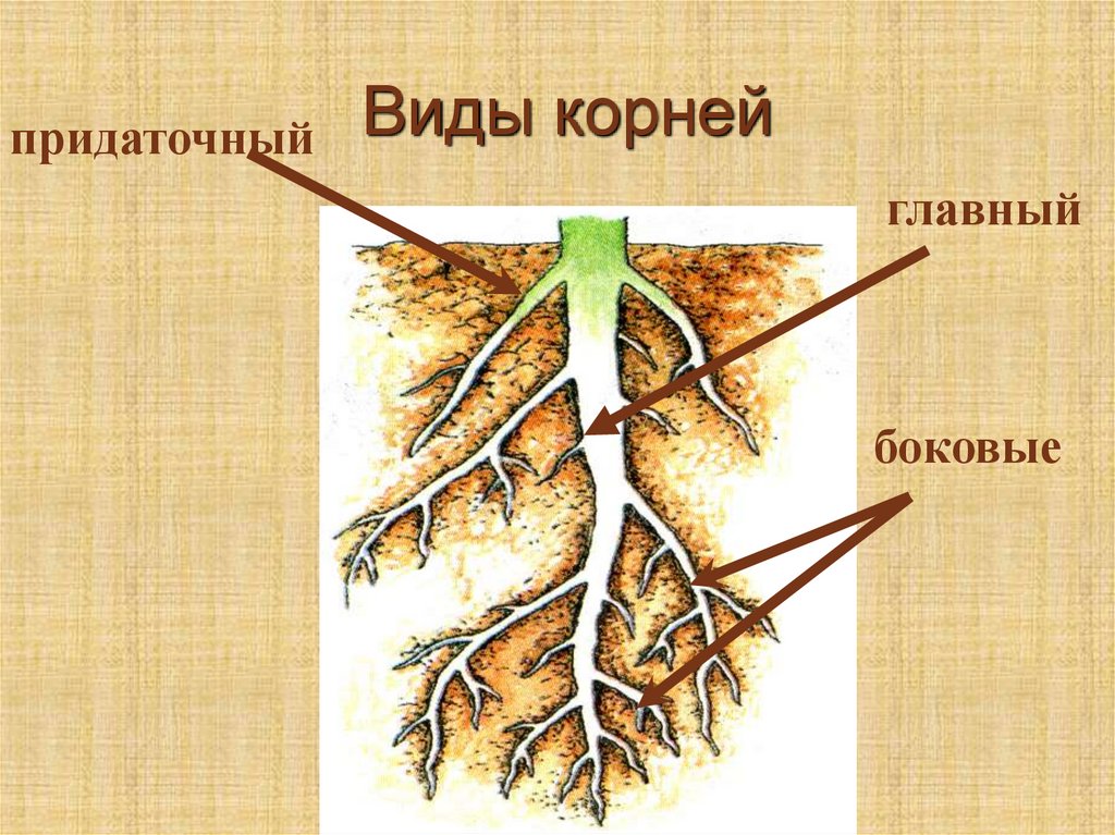 От главного корня придаточные. Боковые и придаточные корни. Боковые корни у растений. Придаточные корни и боковые корни.