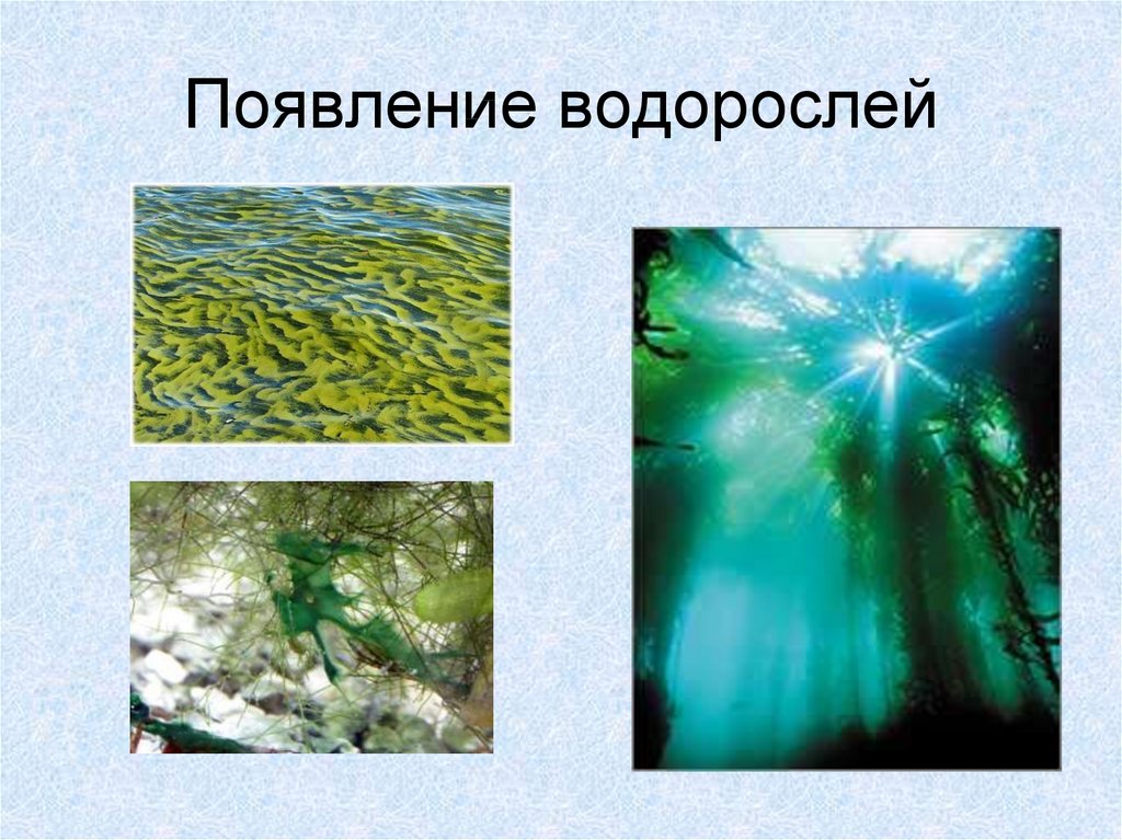 В результате чего образуются водоросли. Появление водорослей. Появление водорослей на земле. Водоросли слайд. Как появились водоросли.