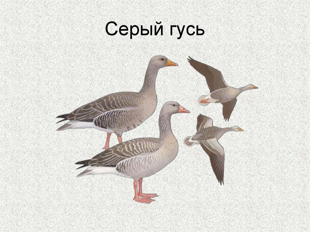 Серый гусь рисунок