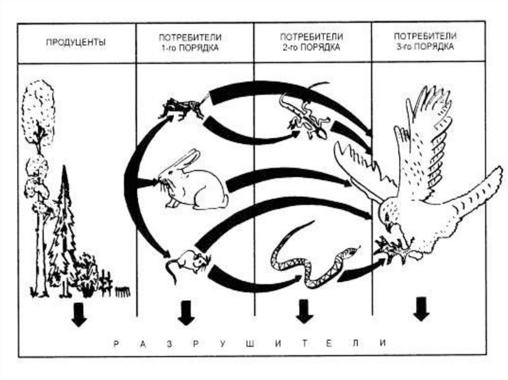 Схема жизни рисунок. Круговорот птиц в природе. Круговорот веществ в природе раскраска. Великий круговорот жизни раскраска. Круговорот веществ в природе рисунок раскраска.