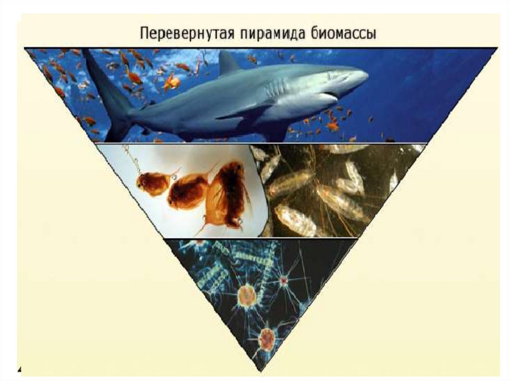 Сравните суммарную биомассу суши и океана. Пирамида биомассы морской экосистемы. Пирамида биомассы в водном биогеоценозе. Пирамида биомассы в экосистемах океана. Экологическая пирамида биомассы Перевернутая.