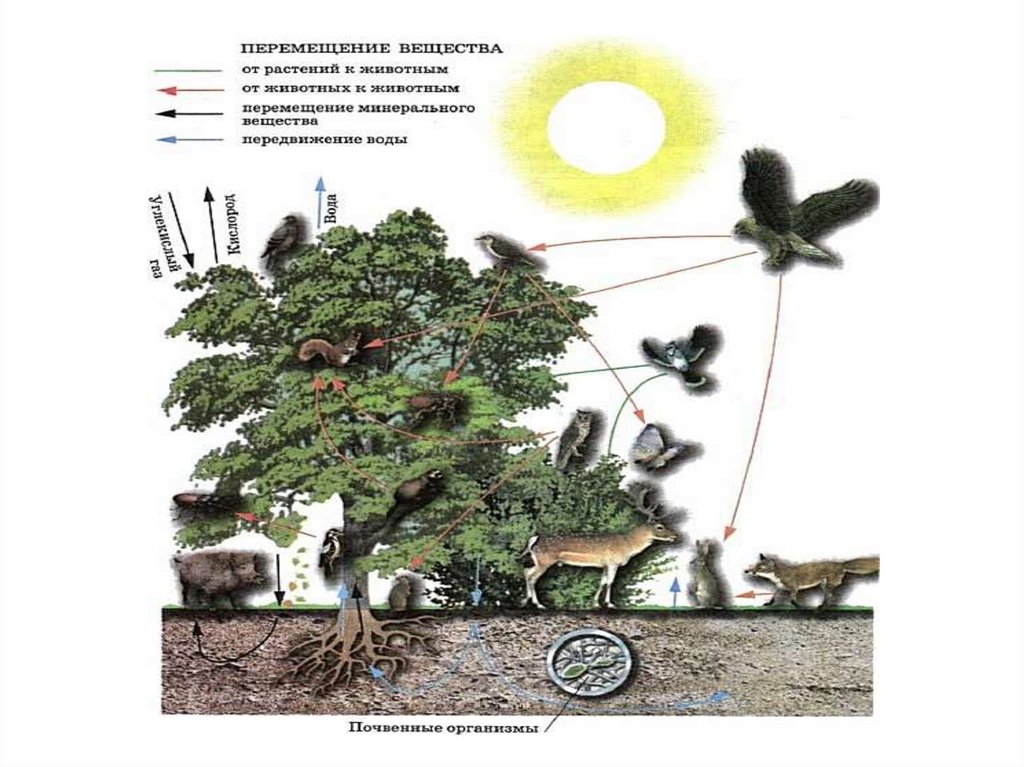 Презентация 6 класс география биосфера сфера жизни. Биосфера сфера жизни география 6. Биосфера сфера жизни 6 класс. Биосфера 6 класс география. Природа и Биосфера география 6 класс.