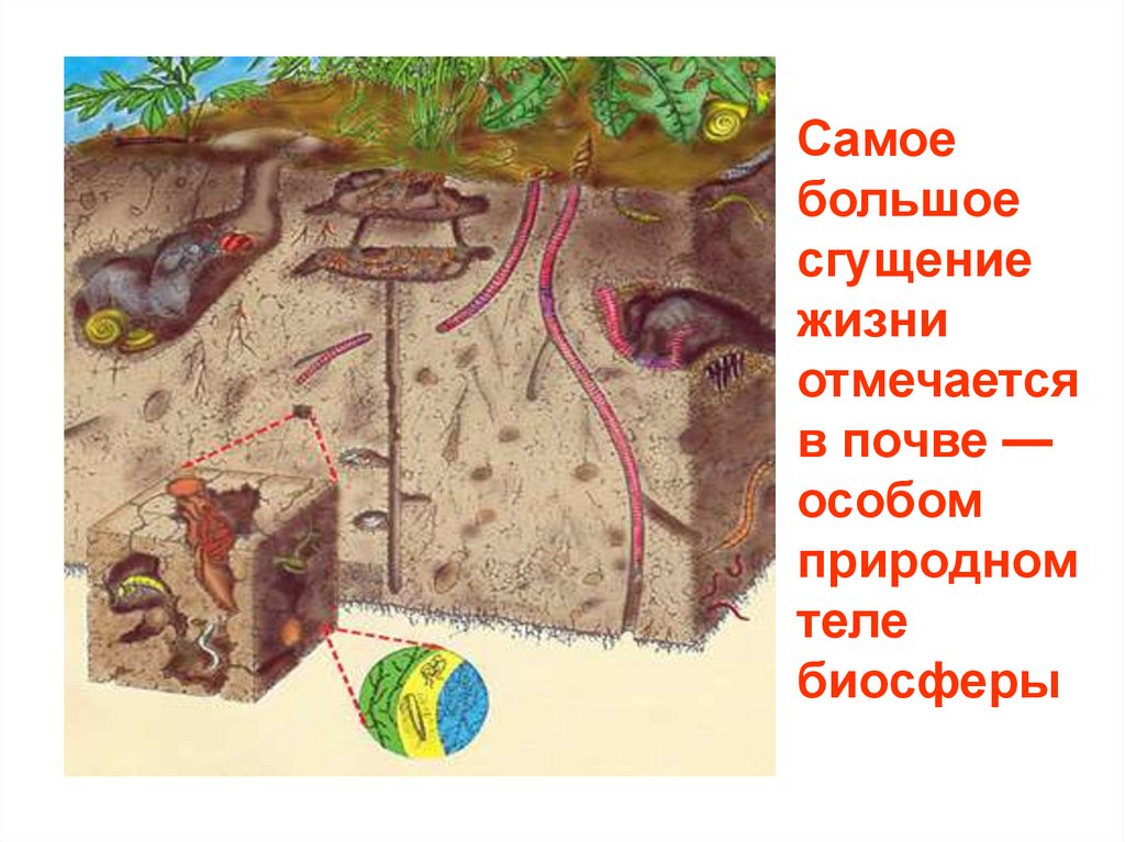 Почвы биосферы. Биосфера почва. Почва важнейший компонент биосферы. Роль почвы в биосфере. Почвенная экосистема.