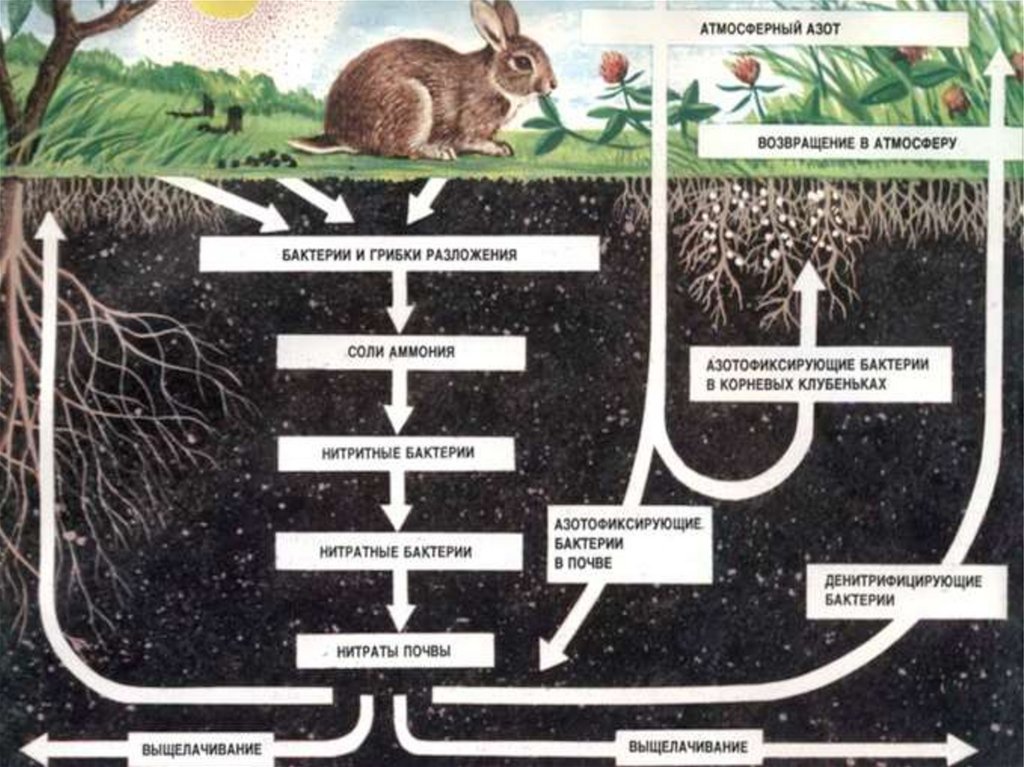 Листовой опад дождевой червь еж лисица. Цепь питания круговорот веществ в природе. Круговорот веществ в почве. Схема пищевой цепи в почве. Почвенные бактерии пищевая цепь.