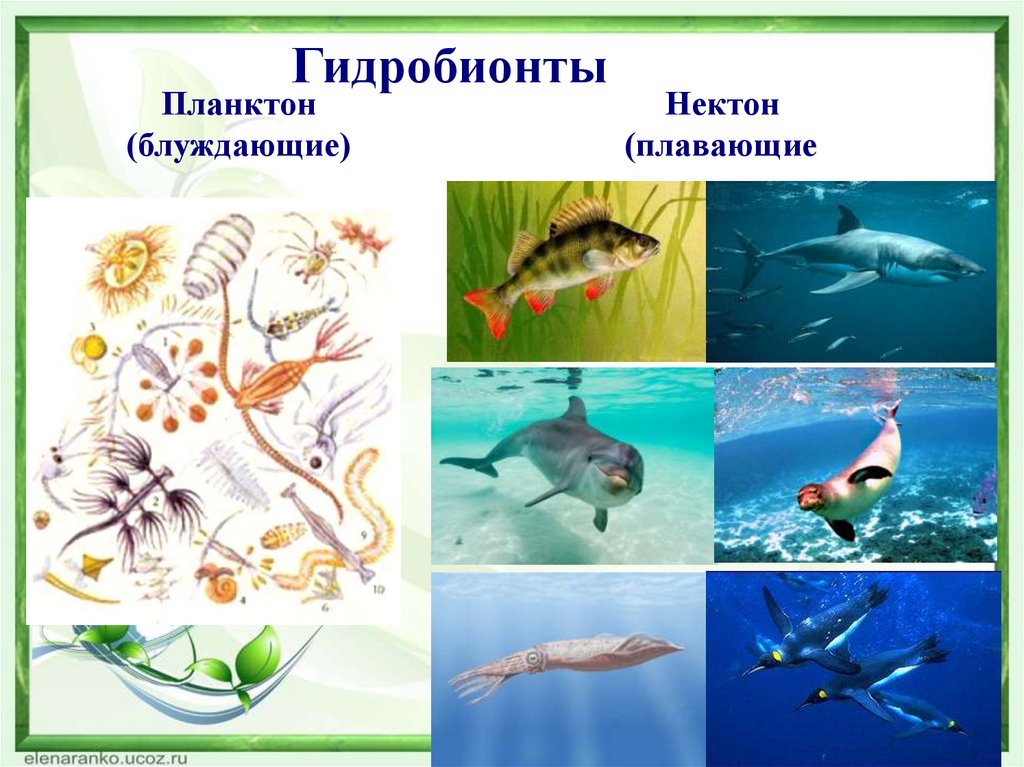 Нектон группа организмов. Нектон и бентос. Гидробионты бентос. Гидробионты планктон Нектон бентос. Экологические группы планктон Нектон бентос.