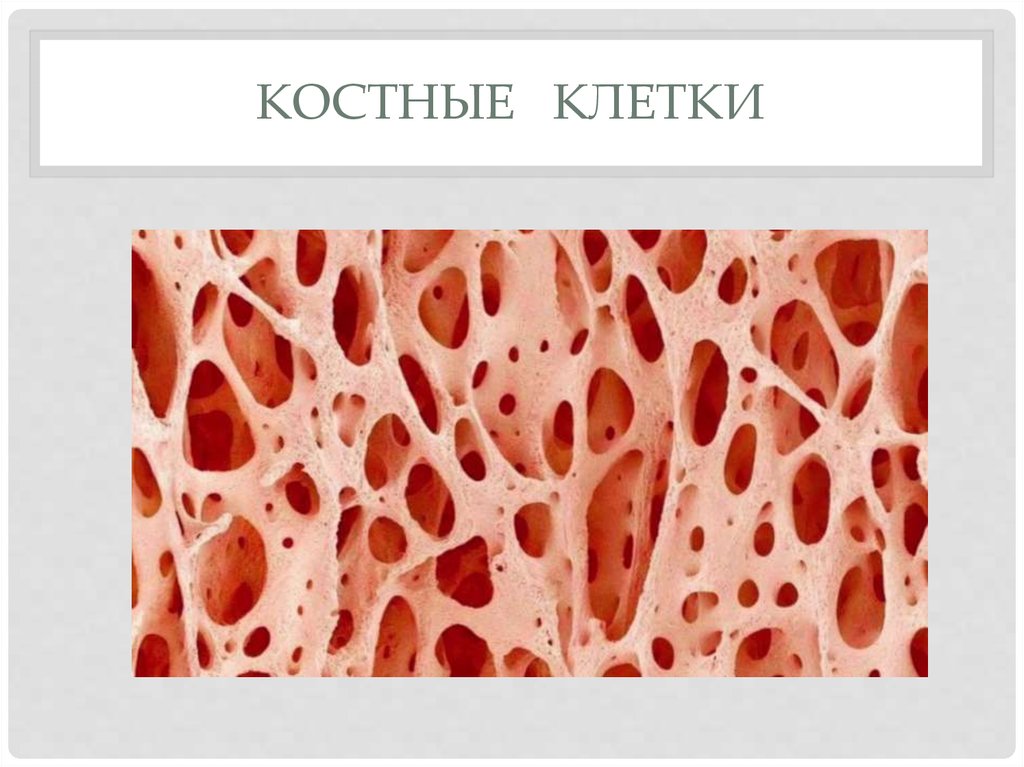 Найдите костные клетки