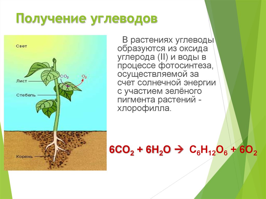 В листьях березы из углекислого газа