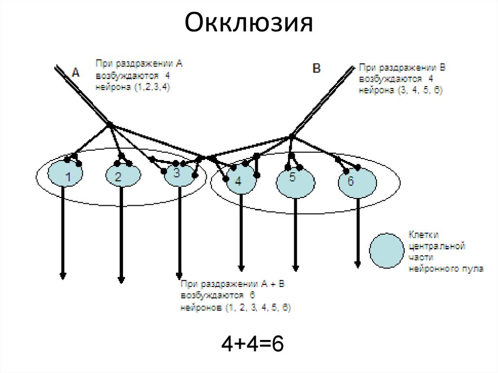 Центральная окклюзия и центральное соотношение