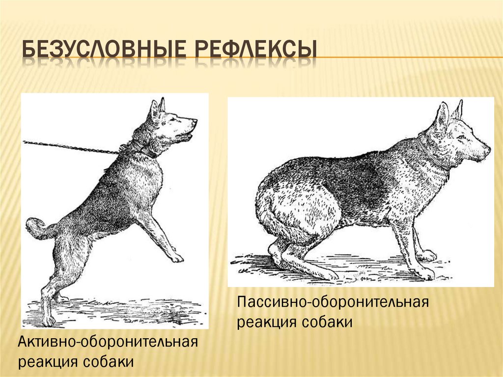 Примеры безусловных рефлексов у млекопитающих. Активно оборонительная реакция у собак. Оборонительное поведение собак. Безусловные рефлексы. Пассивно оборонительная реакция.