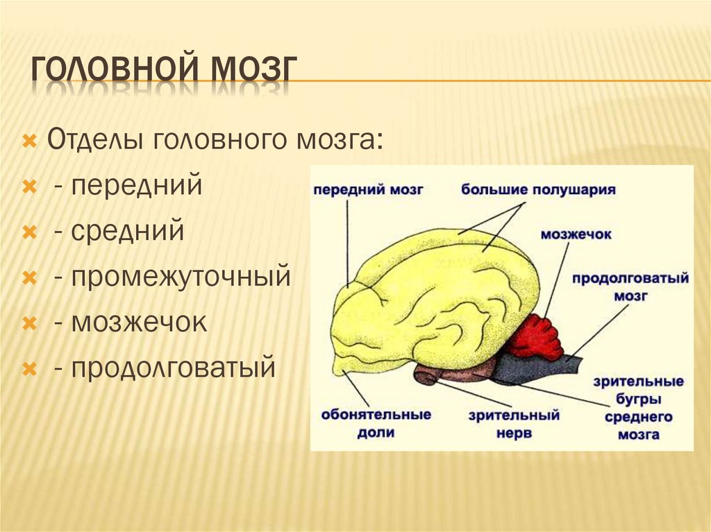 Отделы входящие в состав головного мозга млекопитающих. Отделы головного мозга млекопитающих схема. Структуры головного мозга млекопитающих. Строение головного мозга млекопитающих. Функции отделов головного мозга млекопитающих.