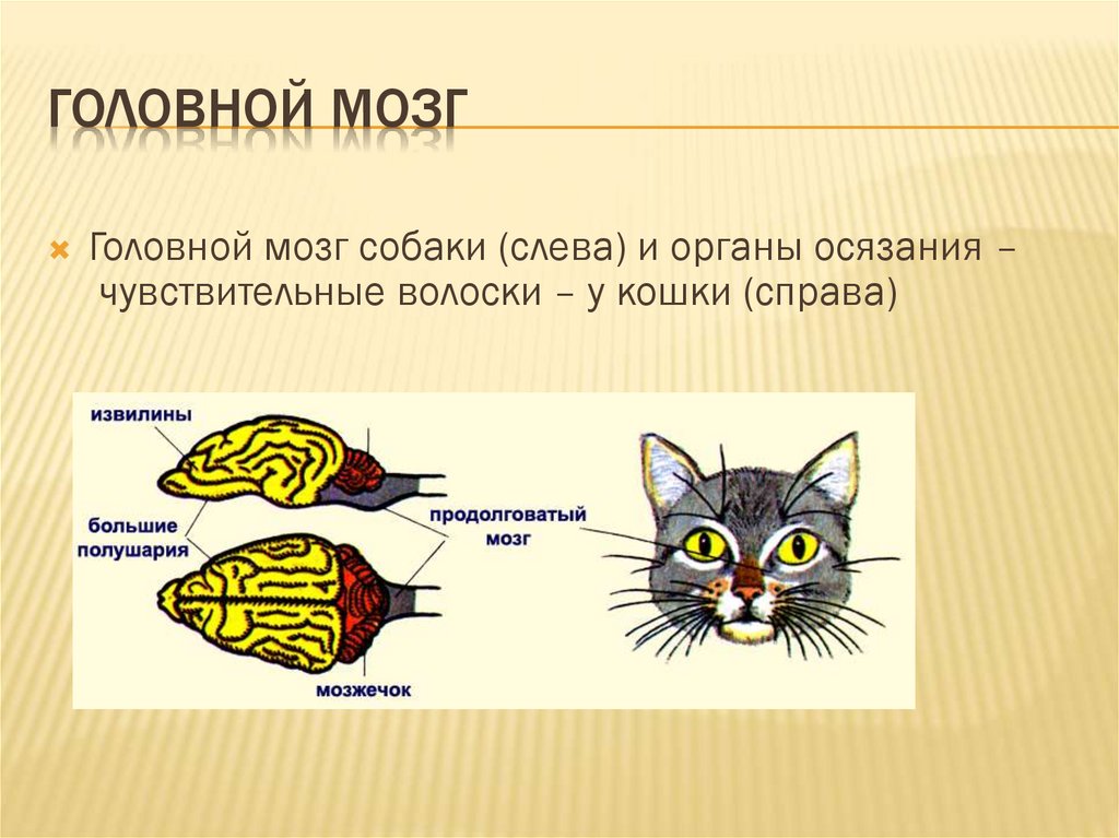 Нервная система и органы чувств млекопитающих. Органы чувств кошки. Органы чувств млекопитающих. Органы осязания у кошек. Органы осязания млекопитающих.