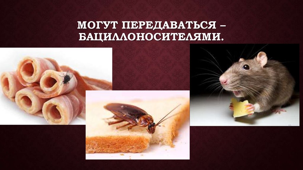 Могут передаваться – бациллоносителями.