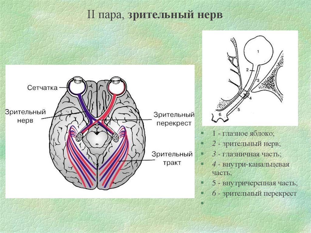 Зрительный нерв в головной мозг. Зрительный нерв (II пара, 2 пара, вторая пара черепных нервов), n. Opticus. Зрительный нерв нерв анатомия. 2 Пара зрительный нерв схема. Зрительный нерв ,хиазма анатомия.