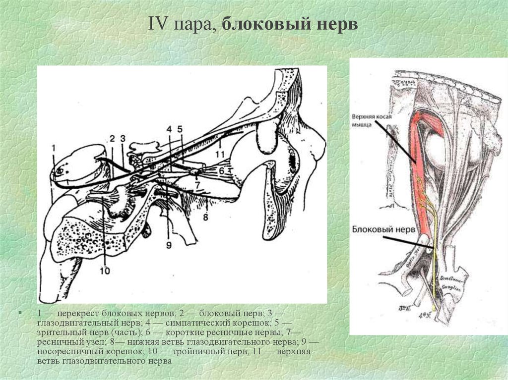 4 пара нервов. Блоковой нерв (IV пара). Иннервация блокового нерва. ІV пара – блоковый нерв,. Блоковый нерв (IV пара черепных нервов).