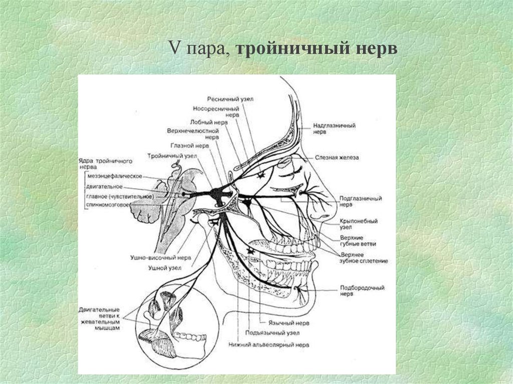 Тройничного нерва 9 букв. Ветви тройничного нерва схема. Глазная ветвь тройничного нерва схема. Что иннервирует тройничный нерв таблица. Тройничный нерв схема.