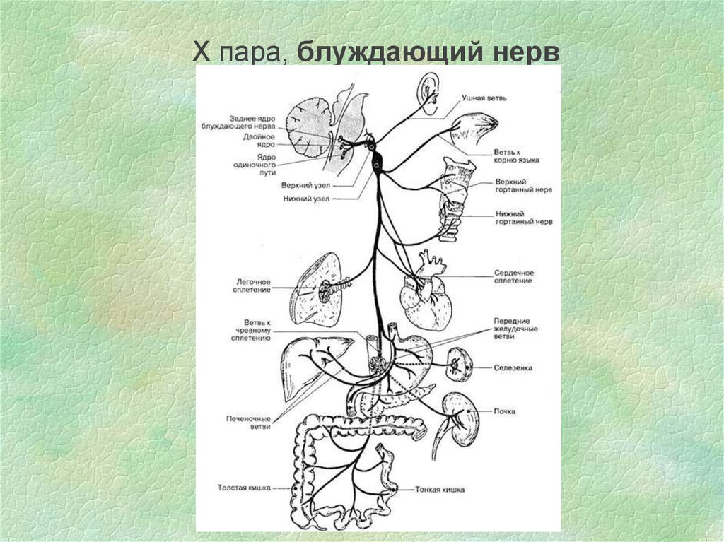 Блуждающий нерв расположен. Ход блуждающего нерва анатомия. Ветви блуждающего нерва анатомия. Вагус нерв анатомия схема. Схема ветвей блуждающего нерва.