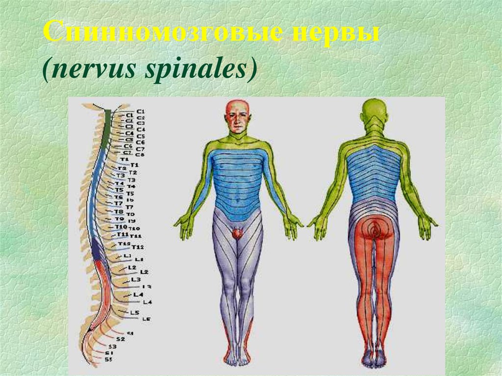 Спинномозговая иннервация. Nervus vertebralis. RR spinales a. vertebralis.