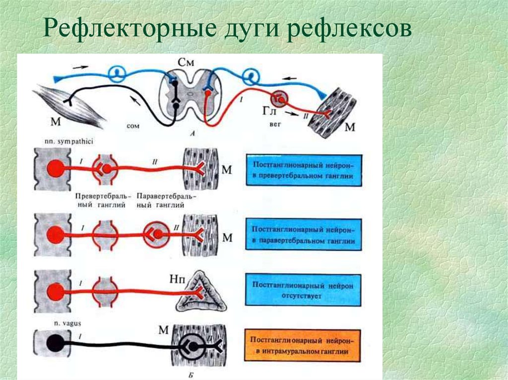 Парасимпатическая дуга схема