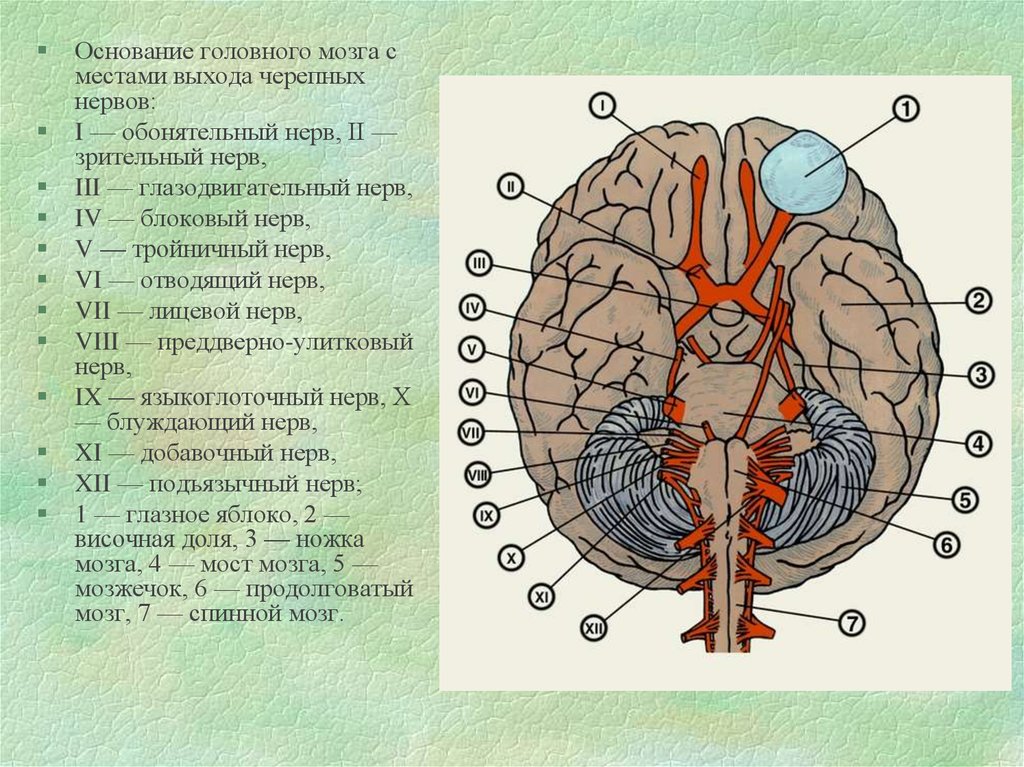 Нервные узлы черепных нервов. Черепные нервы нижняя поверхность головного мозга. Анатомические образования основания головного мозга. Основание головного мозга и места выхода Корешков черепных нервов. Места выхода черепных нервов.