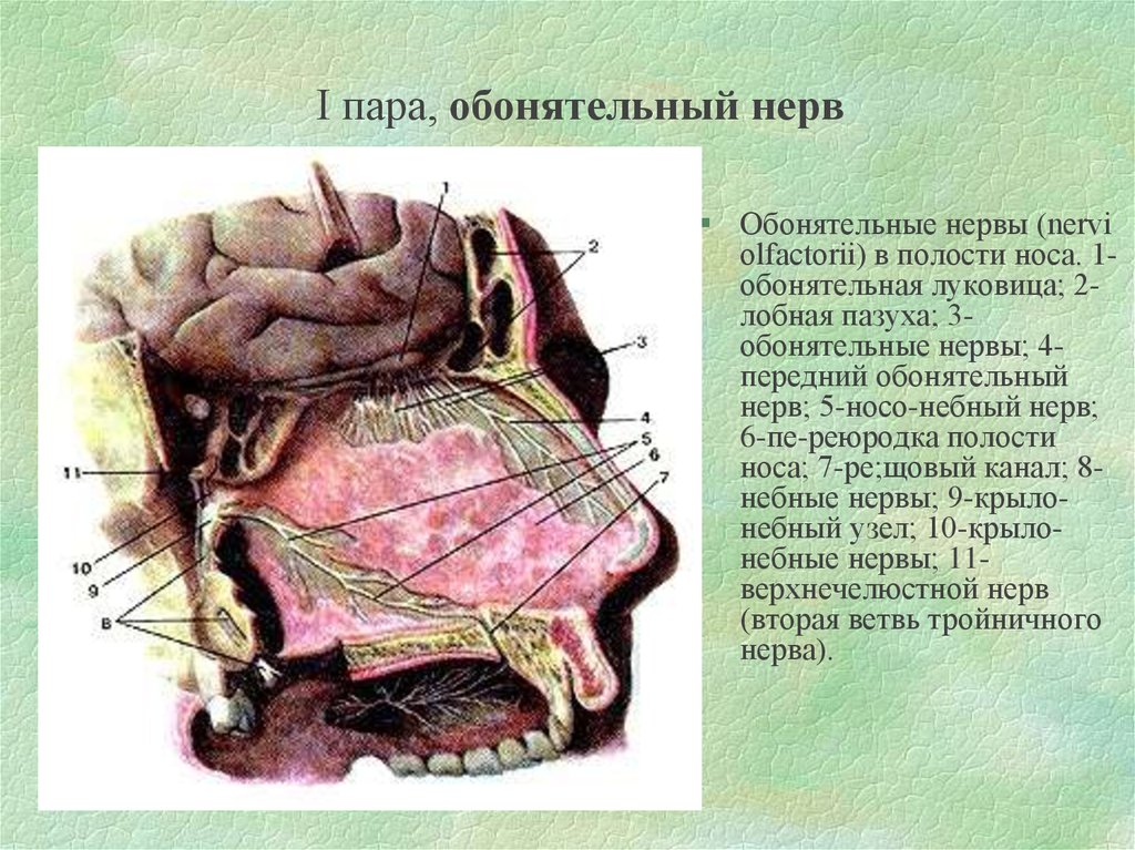 Обонятельный ход. Обонятельный нерв (n. olfactorius). 1 Пара обонятельный нерв. Обонятельный тракт Перекрест. Обонятельные нервы анатомия.