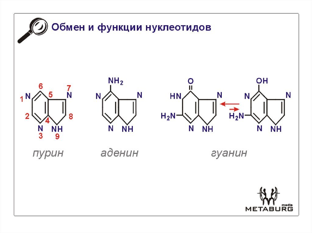 Перечислите функции нуклеотидов. Нуклеотид строение и функции. Биологические функции нуклеотидов. Биологическое значение нуклеотидов. Функции нуклеотидов биохимия.