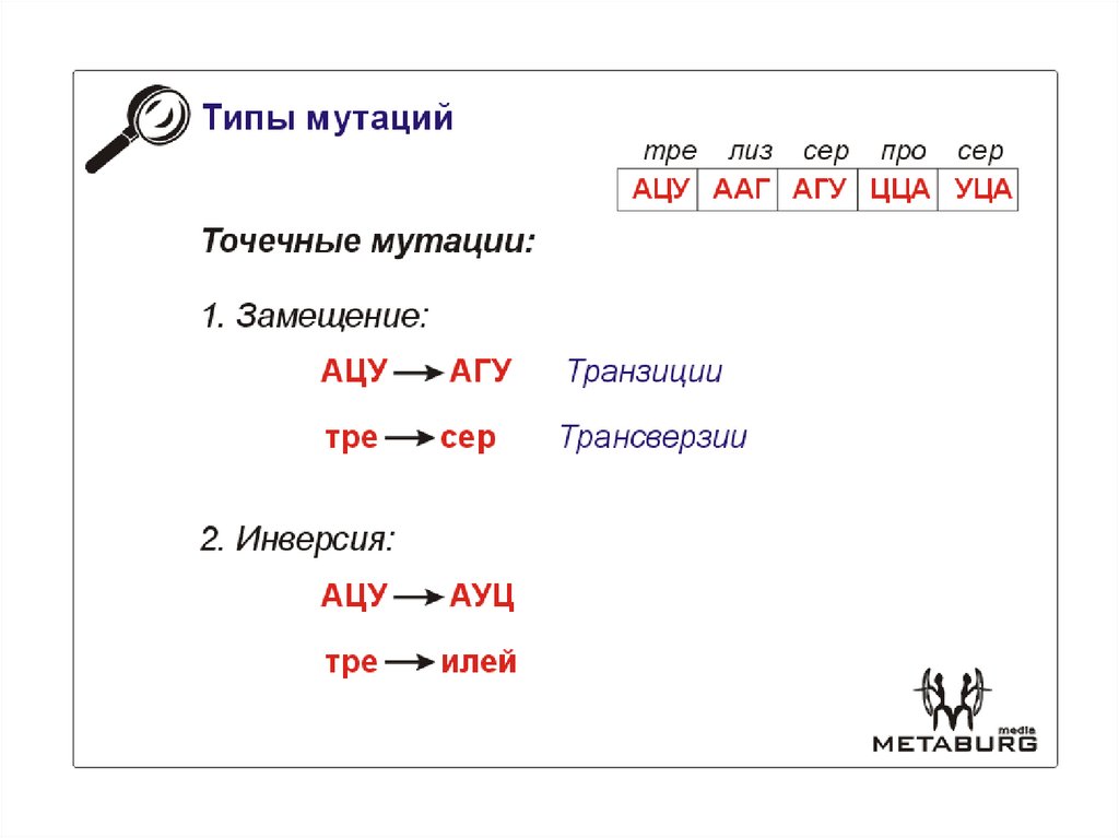 Точечные мутации виды. Точечная мутация.