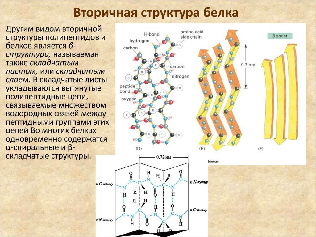 Вторичный белок примеры. Строение вторичной структуры белка. Вторичная структура белка формула. Вторичная структура белка структура белка. Вторичная структура белка. Виды вторичной структуры.