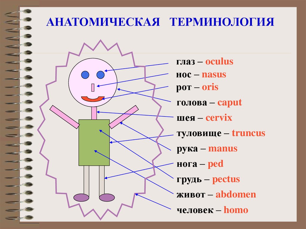 Анатомические термины. Анатомическая терминология. Анатомическая терминология латынь. Термины анатомия на латыни. Анатомические термины на латинском языке.