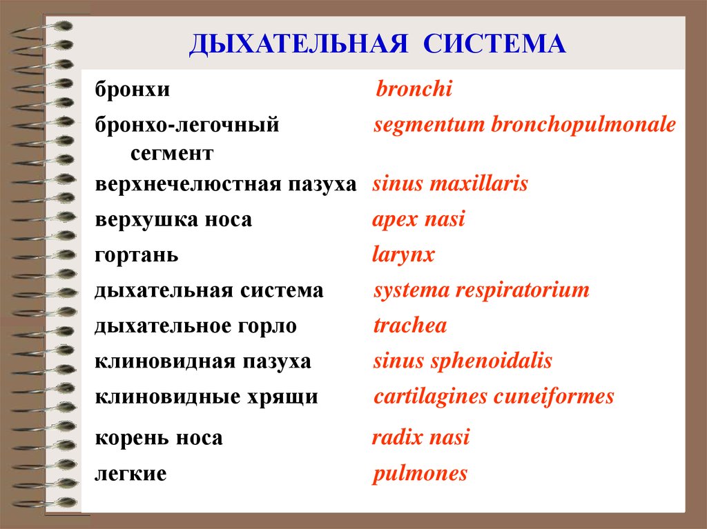 Вывеска на иностранном языке 🌏: при каких условиях ее использование законно?