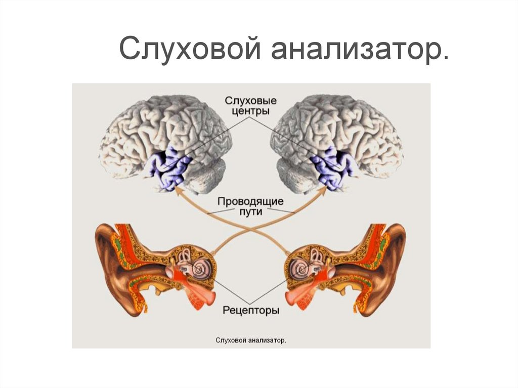 Схема слухового анализатора