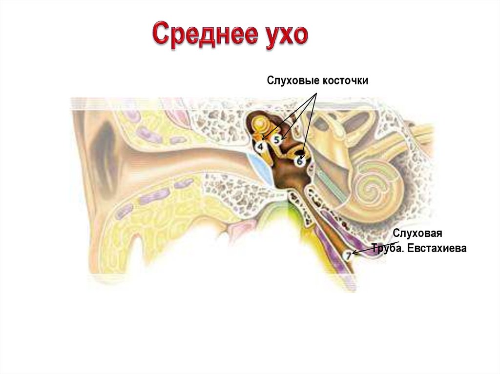 Кость среднего уха. Слуховой анализатор. Слуховой анализатор презентация. Слуховой анализатор вопросы. Слуховой анализатор рыб.