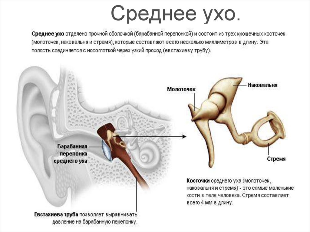 Кости среднего уха человека. Строение молоточка наковальни и стремечка. Строение уха слуховые косточки. Строение уха человека слуховые косточки. Среднее ухо анатомия строение среднего уха.