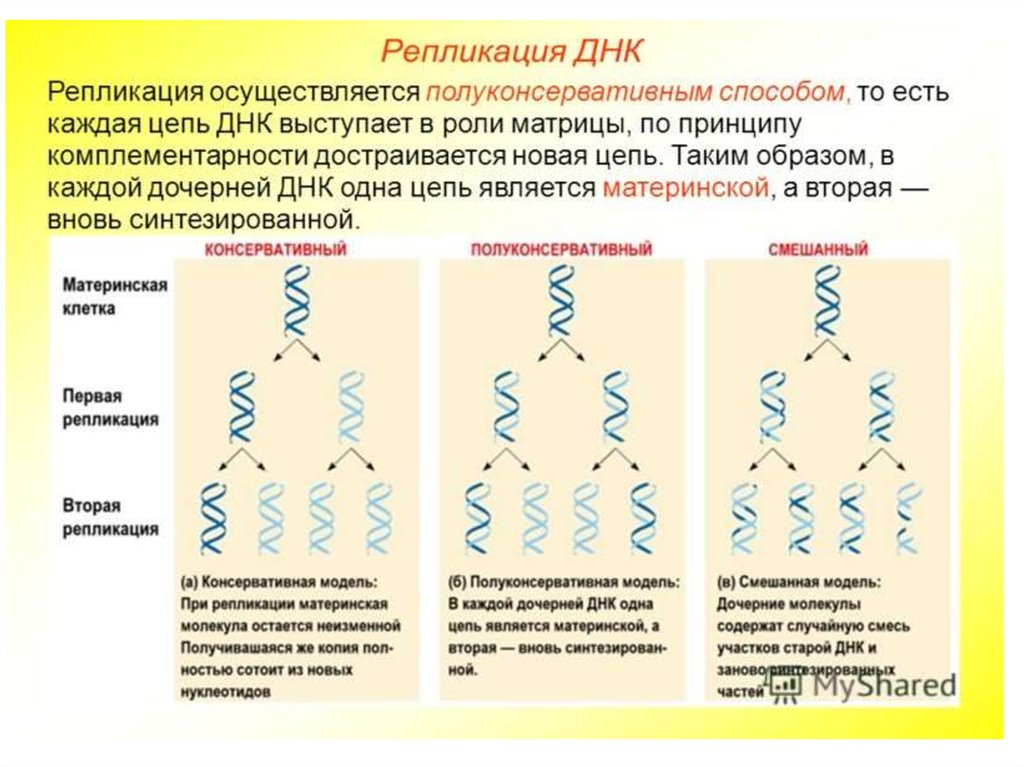 Одно из составляющих днк. Молекулярный механизм репликации ДНК. Три модели репликации ДНК. Молекулярный механизм репликации ДНК кратко. Механизм репликации дезоксирибонуклеиновой кислоты.