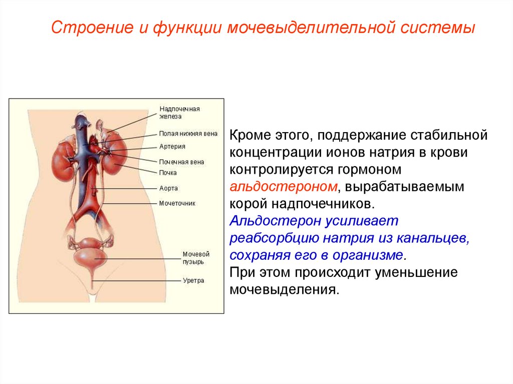 Общий план строения выделительной системы