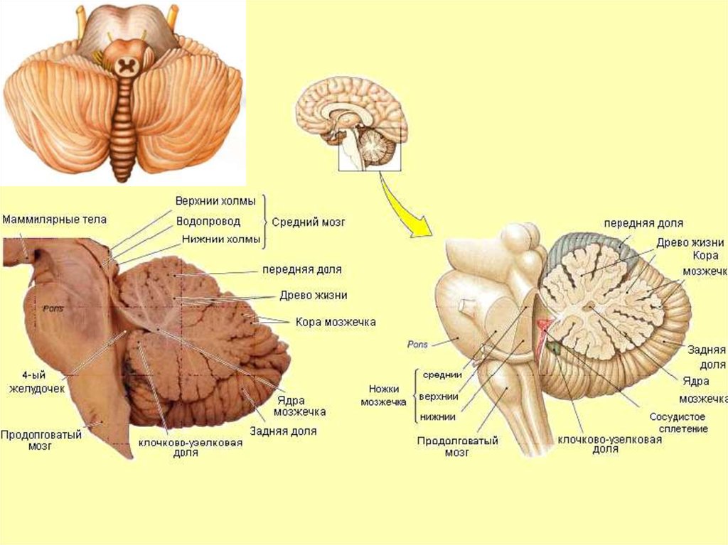В задний мозг входит мозжечок. Мозжечок строение. Мозжечок вид сбоку. Зубчатое ядро мозжечка анатомия. Строение червя мозжечка.