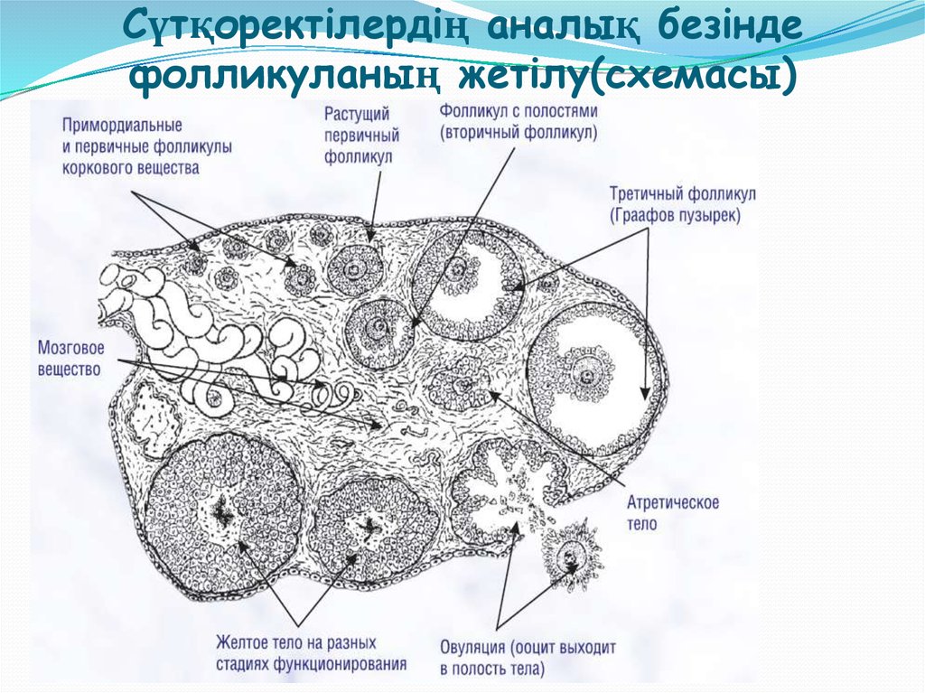 Внутреннее строение яичника. Яичник млекопитающего препарат гистология. Строение фолликула гистология. Строение фолликула яичника гистология. Стадии развития фолликула схема.