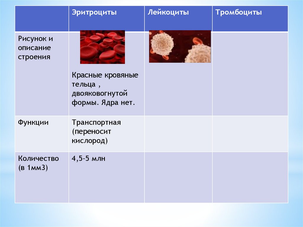 Тромбоциты количество функции. Лейкоциты рисунок и описание. Форма ядра тромбоцитов. Лейкоциты рисунок и описание строения. Опишите строение лейкоцитов.