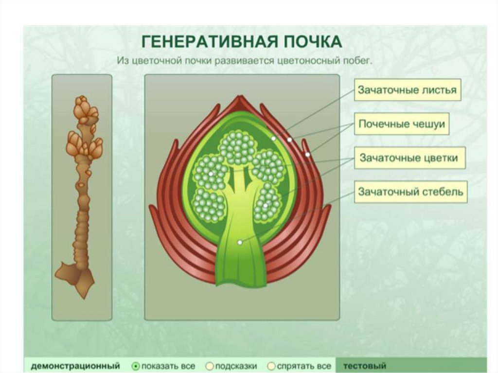 Покажите стрелками и подпишите на рисунке зачаточное соцветие