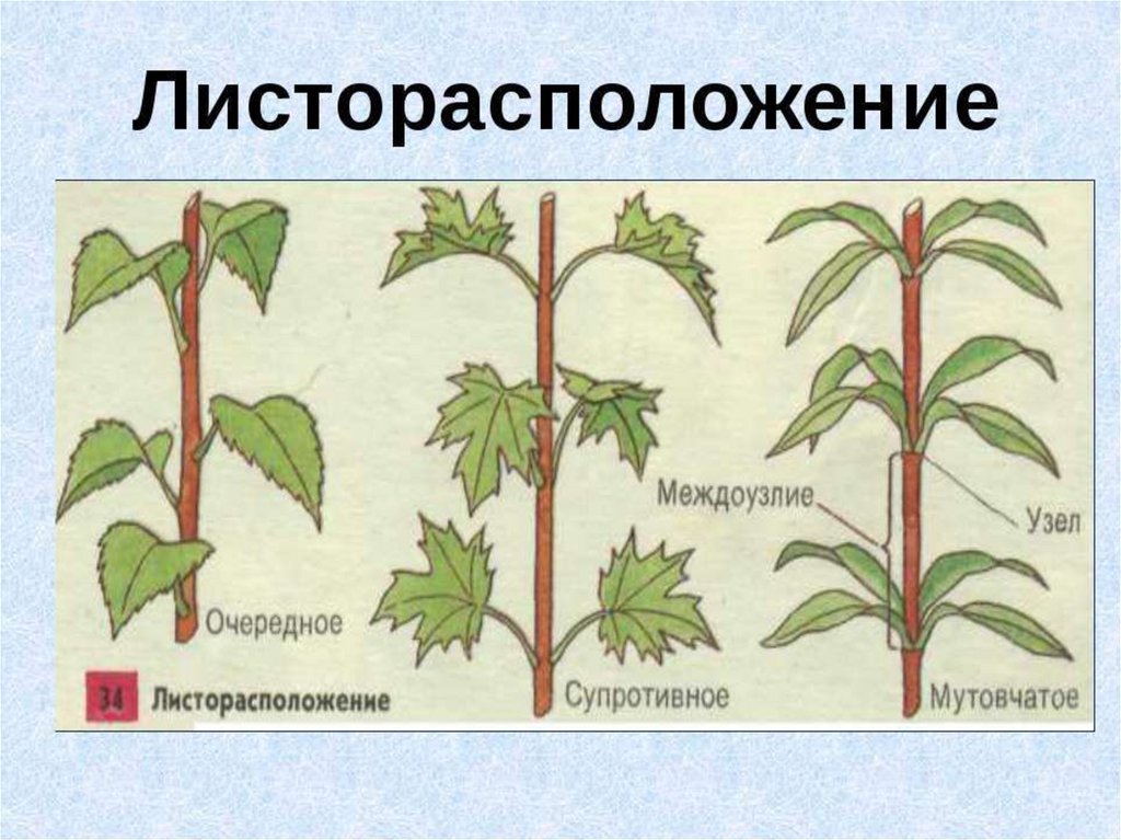 Листорасположение побега изображенного на рисунке