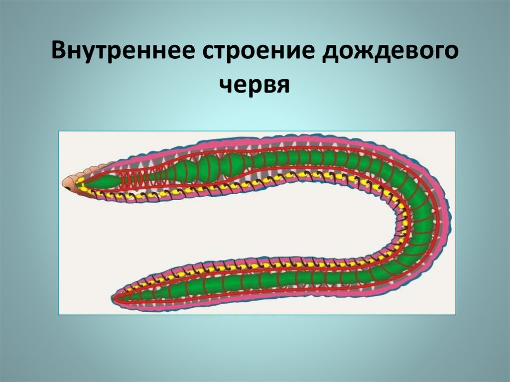 Кольчатые черви рисунок. Тип кольчатые черви внутреннее строение. Дождевой червь вторичная полость тела. Тип кольчатые черви дождевой червь. Строение дождевого червя.