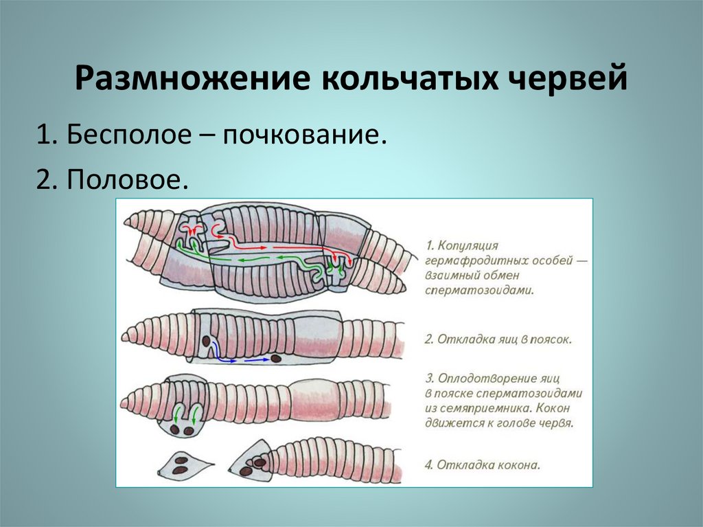 Какая форма червя. Половая система кольчатых червей 7 класс. Тип кольчатые черви половая система. Тип кольчатые черви размножение. Система размножения кольчатых червей.