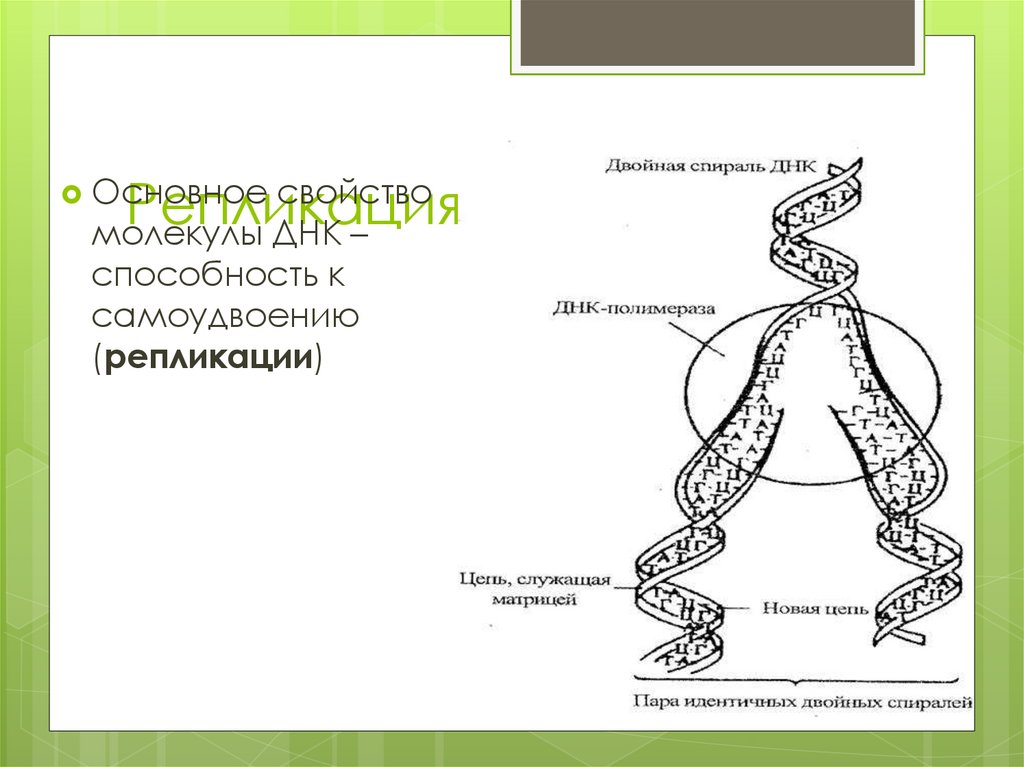 Репликация