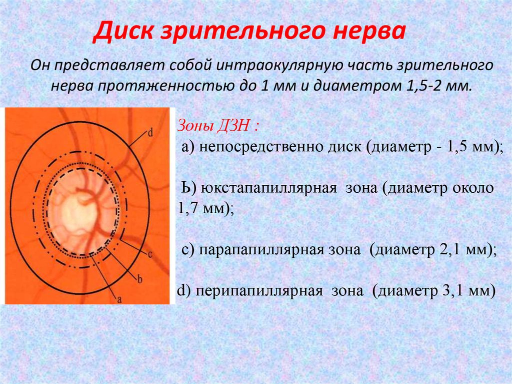 Норма зрительного нерва. Диаметр диска зрительного нерва. Зоны диска зрительного нерва. Элементы, формирующие диск зрительного нерва. Изменения диска зрительного нерва.