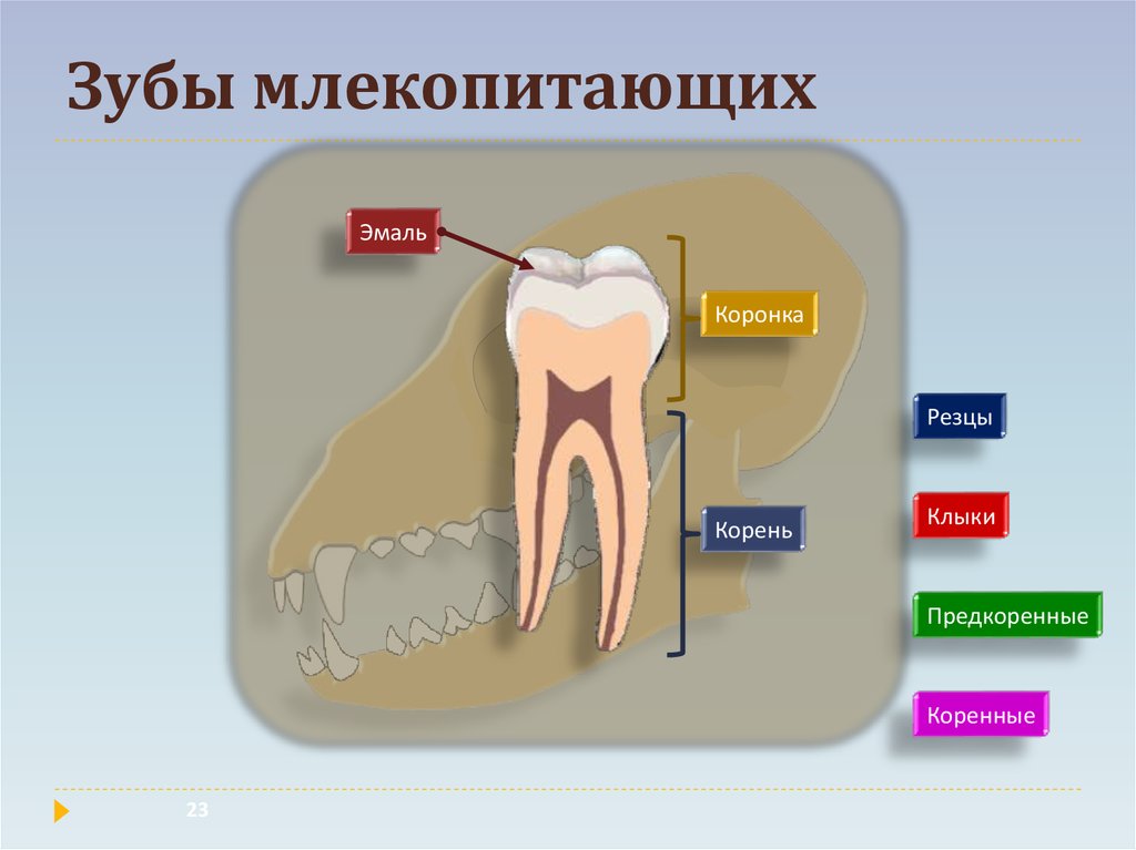 Зубы млекопитающих