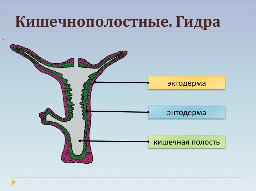 Рисунок тела гидры. Строение кишечной полости гидры. Тип Кишечнополостные гидра Пресноводная. Строение эктодермы гидры. Пресноводная гидра кишечная полость.